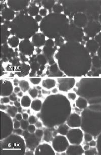 Guest Food Microscopists 2